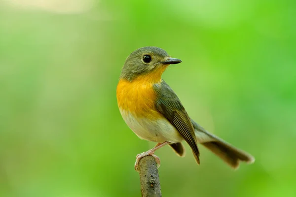 Female of Tickell\'s blue flycatcher (Cyornis tickelliae) pale grey to brown and orange chest bird with lovely action while perching on thin wooden twig