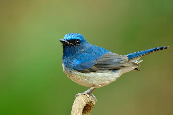 Funny fat  blue bird with white belly and wagging tail while perching on curve branch, Cyornis hainanus (hainan blue flycatcher)