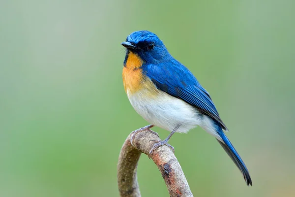 Handsome Male Indochinese Tickell Blue Flycatcher Cyornis Tickelliae Perching Curve — Stock Photo, Image