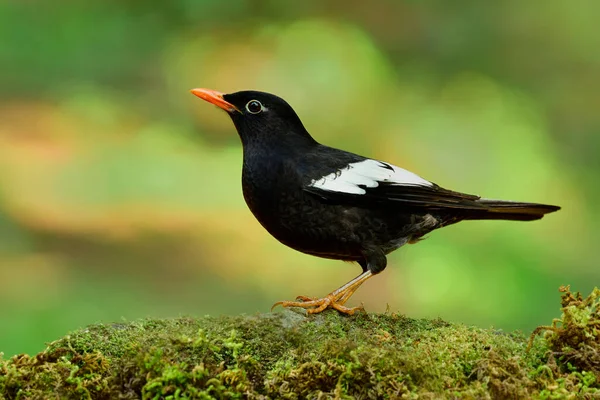 Glad Svart Fågel Med Vita Märken Vingarna Och Orange Räkor — Stockfoto