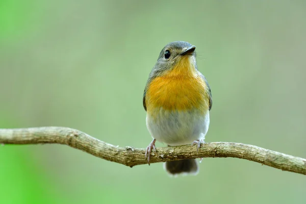 印度支那蓝色捕猎者美丽的细黄色至橙色的胸部一只小鸟栖息在柔软的绿色背景的木丝上 迷人的野生动物 — 图库照片