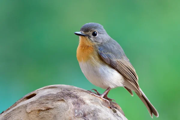 小さな茶色の鳥で 黄色の首が木の上に立っています 緑の背景 インドシナチケルの青いフライキャッチャーの女性 — ストック写真