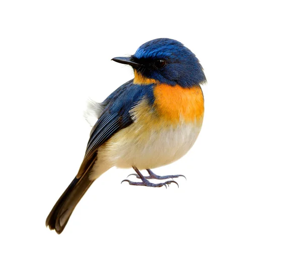 Мужчина Индокитайский Синий Flycather Cyornis Tickelliae Красивый Ярко Синий Оранжевой — стоковое фото