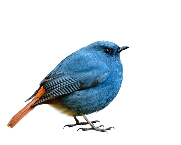 Plumbeous Water Redstart Phoenicurus Fuliginosus Tombul Mavi Gri Kuşlu Beyaz — Stok fotoğraf