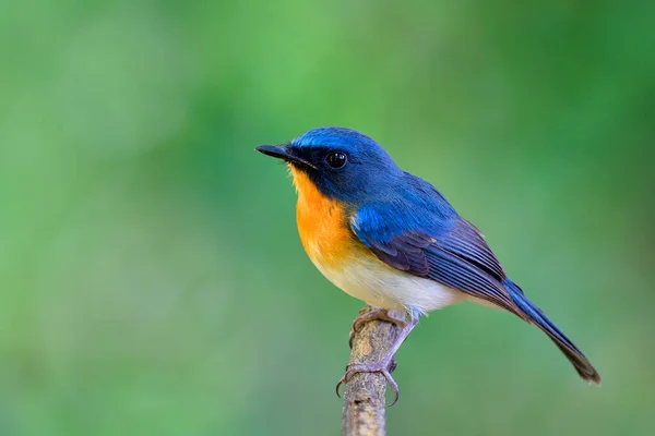 Tickell Indochinese Blue Flycatcher Cyornis Tickelliae Muy Hermoso Pájaro Vivo — Foto de Stock