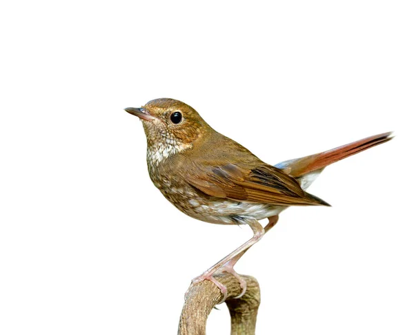 Rufous Tail Robin Larvivora Sibilans Güzel Kahverengi Kamuflaj Beyaz Arka — Stok fotoğraf