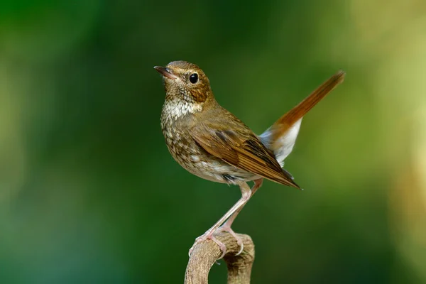 Rufous Tailed Robin Larvivora Sibilans Liten Kamouflage Brun Med Röd — Stockfoto