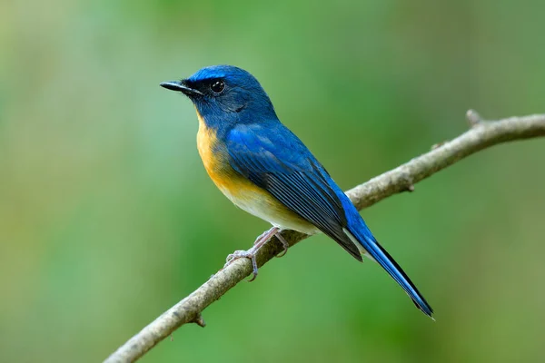 Seitenansicht Des Bunten Dicken Blauen Und Orangefarbenen Vogels Der Auf — Stockfoto