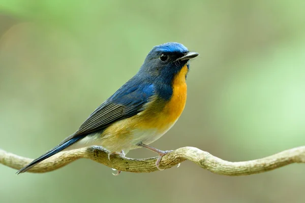 Seitenansicht Von Buntem Dickem Blauen Und Orangefarbenen Vogel Der Auf — Stockfoto