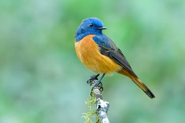 Velvet Biru Dan Oranye Burung Indah Duduk Cabang Tipis Dengan — Stok Foto
