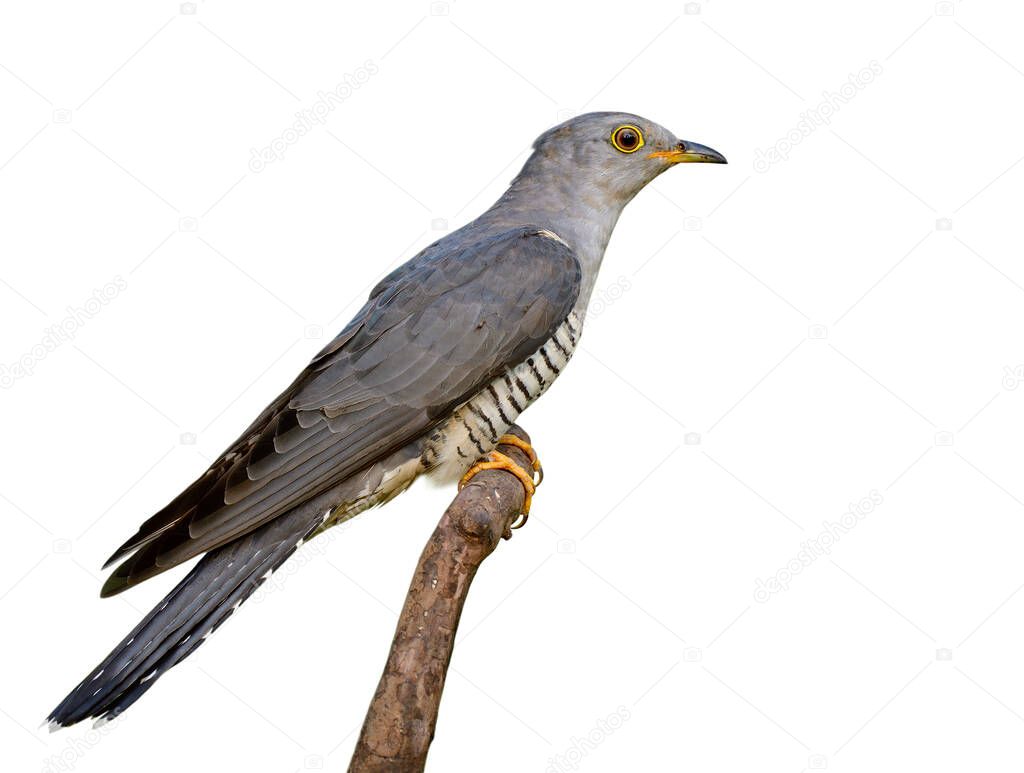 Eurasian or Himalayan Cuckoo (Cuculus canorus) beautiful slim grey bird with yelow eye wings nicely perching on wooden branch isolated on white background, exotic creature