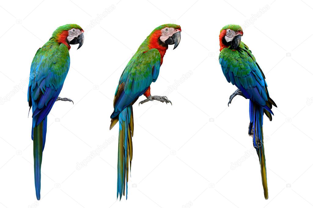 Harlequin Macaws,  cross breeding from Blue and Gold and a Green-winged Macaw which makes very affectionate isolated on white background, exotic animal collection