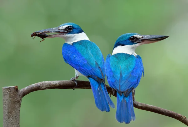 Mangrove Oiseaux Bleus Perchant Ensemble Pendant Saison Reproduction Thaïlande Tandis — Photo