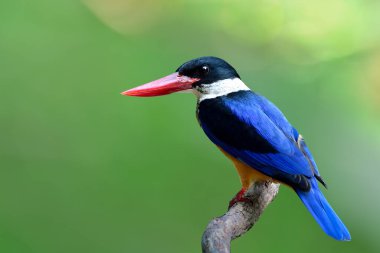 Siyah başlı ve kırmızı gagalı güzel mavi kuş, yumuşak güneş ışığı arkaplanının üzerine tünemiş ahşap dallara, siyah kaplama Kingfisher (Halcyon pileata)) 