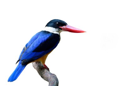 Siyah başlı güzel mavi kuş ve ahşap dalda tünemiş kırmızı gagalar beyaz arka planda izole edilmiş, siyah kaplama Kingfisher (Halcyon pileata) 