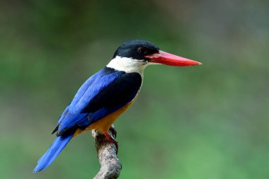 Güzel mavi kanatlar kahverengi göbek beyaz boğaz siyah kafa ve kırmızı gaga ahşap dalın üzerinde tüneyerek ince yeşil arka plan, siyah kaplama Kingfisher (Halcyon pileata) 