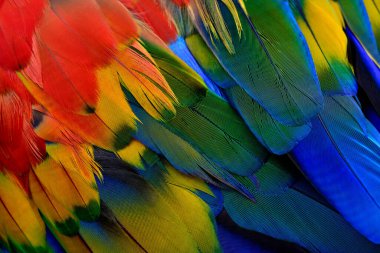 Kırmızı papağan papağanının güzel dokusu mavi yeşil sarı tonda ve parlak kırmızı arkaplan desenli kuş tüyleri.