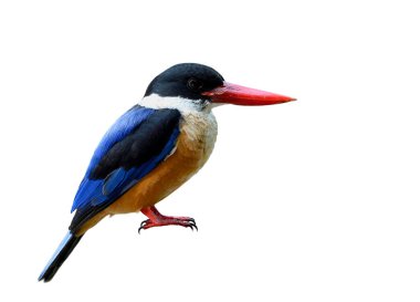 Siyah kaplama Kingfisher (Halcyon pileata) Güzel mavi kanatlar, kahverengi göbek, beyaz boğaz, siyah kafa ve beyaz arka planda izole edilmiş kırmızı gagalar.