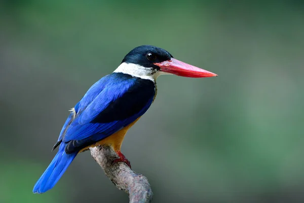 美丽的蓝背白喉黑头 栖息在木枝上 浅绿色 背景为浅绿色 头戴黑色帽子的翠鸟 Halcyon Pileata — 图库照片