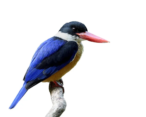 Preto Tampado Kingfisher Halcyon Pileata Belas Asas Azuis Branco Garganta — Fotografia de Stock