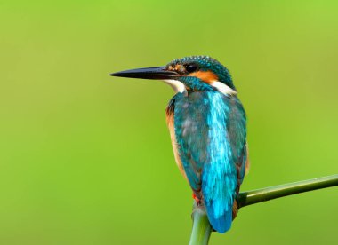Tüylerinin detaylarını içeren güzel mavi kuş, genel Kingfisher (Alcedo at this) sakince tüneyen yeşil bambu çubuğu kadife arka tüy profilini bulanık yeşil arka planda gösterir