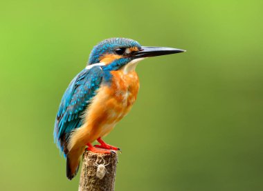 Tüylerinin detaylarını içeren güzel mavi kuş, Ortak Kingfisher (Alcedo at this) kahverengi göğüs ve yan tüylerini bulanık yeşil arka plan üzerinde gösteren tahta direğe sakince tünemektedir.