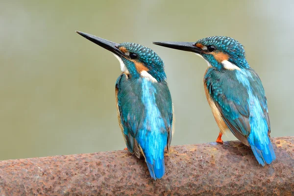 Tierfreundschaft Männliches Eisvogelpaar Schöner Blauer Vogel Mit Schwarzen Schnäbeln Die — Stockfoto