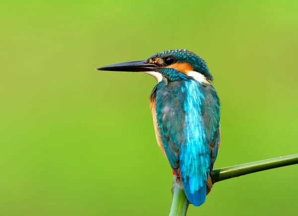 Bel Oiseau Bleu Avec Des Détails Ses Plumes Tête Queue — Photo