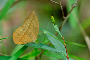 Aemona Lena (Beyaz dryad) doğada yeşil yaprağa tüneyen güzel sarı ön kanat kelebeği
