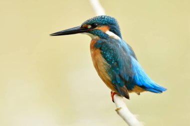 Alcedo at this or common Kingifisher show its velvet blue feathers with tail wawing on ince dal