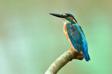 Alcedo, Tayland 'a göç sezonunda tahta dalda oturan sıradan bir balıkçı kuşu ve turkuaz bir kuş.