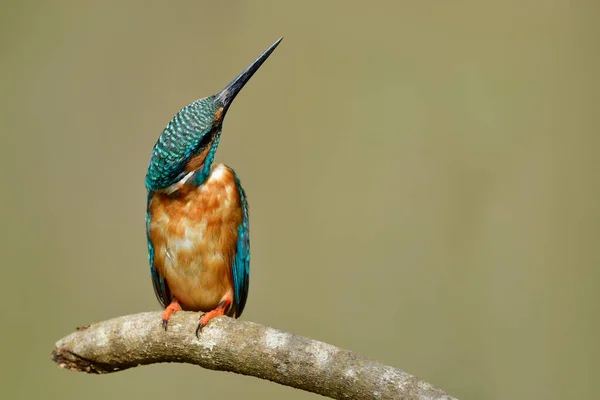 Alcedo Atthis Kingifisher Comune Appollaiato Ramo Legno Guardando Cielo Con — Foto Stock