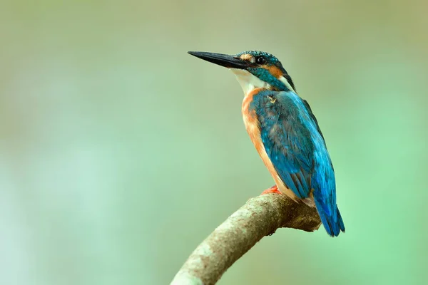 Alcedo Atthis Common Kingfisher Indah Burung Pirus Duduk Cabang Kayu — Stok Foto