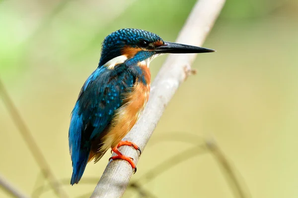Alcedo Atthis Male Common Kingfisher Beautiful Blue Green Bird Lonely — Stock Photo, Image