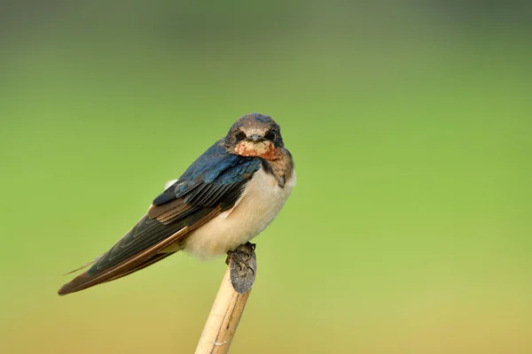 Barn Swallow Hirundo Rustic Pacific Swift Lovely Velvet Blue Black — Stock Photo, Image