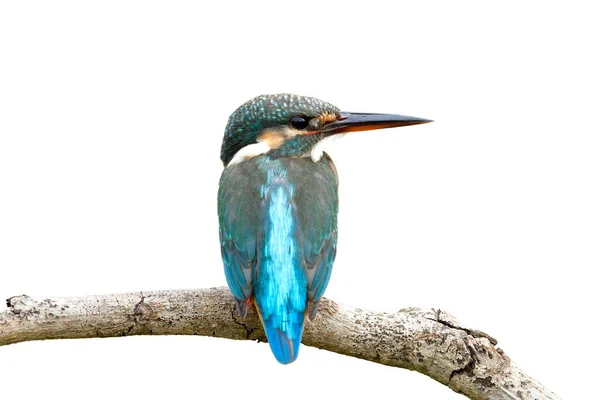 Indah Kembali Bulu Common Kingfisher Alcedo Atthis Terpesona Biru Pirus — Stok Foto