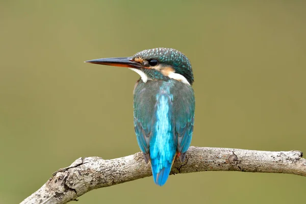 Beautiful Back Plumage Common Kingfisher Alcedo Atthis Lovely Little Blue — Stock Photo, Image