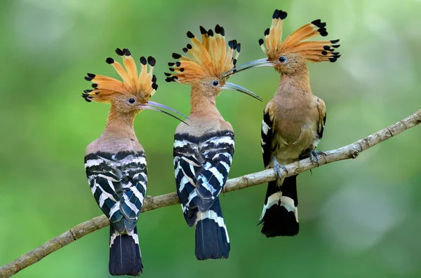 Beautiful bird family, Flock of Eurasian or Common Hoopoe (Upupa epops) exciting rufous spike head birds perching together on thin wooden branch over green bokeh background in wild nature