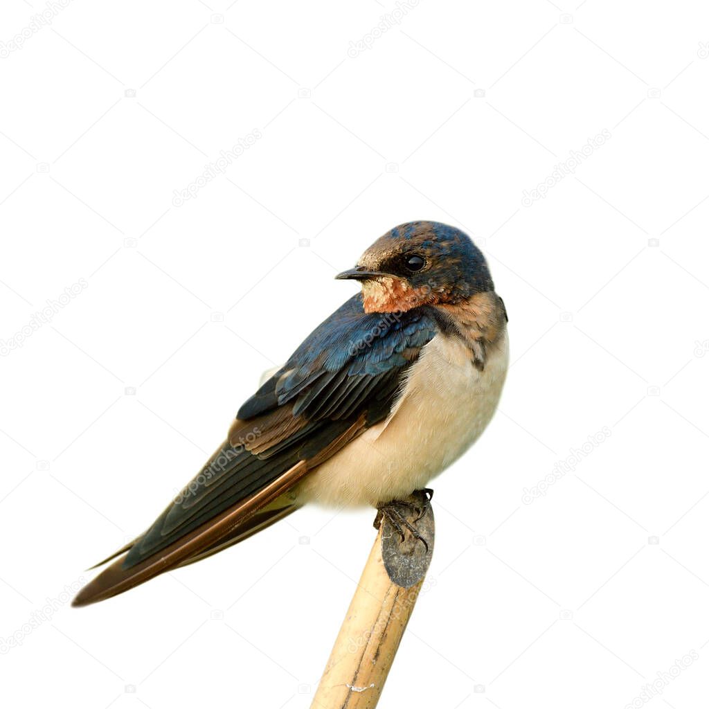 Barn swallow (Hirundo rustic) Pacific Swift small fat bird with velvet dark blue and brown feathers perching on thin bamboo twig isolated on white background