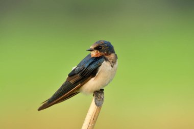 Güzel doğa, ahır kırlangıcı (Hirundo kırsal) ya da yeşil pirinç tarlasının üzerinde ince bambu dalına tünemiş pasifik hızlı küçük şişman kuş.
