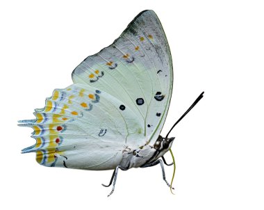 Güzel soluk beyaz kelebek turuncu elmas beneklerle süslenmiş kanat anten başları beyaz arka planda izole edilmiş bacaklar, mücevherli Nawab (Polyura delphis)