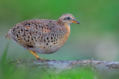 Güzel sarı bacaklı bıldırcın, kamuflaj kahverengi kuş yumuşak önplanı ve düşük ışıklandırmalı arka planı olan toprak direğinin üzerinde duruyor.