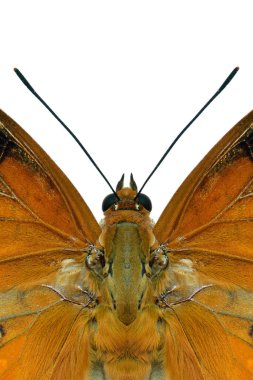 Charax 'ın büyük gözleri bernardus heirax, Tawny Raca, beyaz arka planda güçlü antenleri olan güzel kahverengi kelebek, hayrete düşmüş doğa.