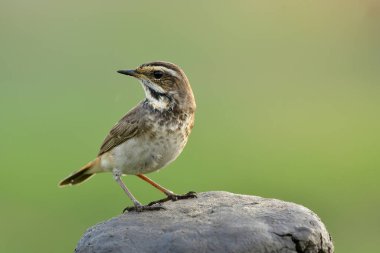 Göğsündeki siyah çizgiler Bluethroat 'daki kadın formunun kimliğidir. Kış boyunca Tayland' a göç eden küçük bir kuş.