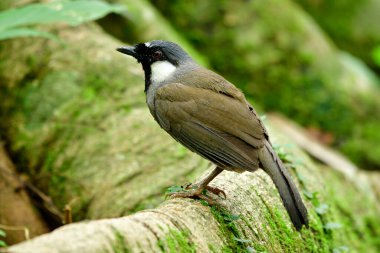 Siyah boğazlı kahkaha kırlangıcı (Pterorhinus chinensis) kahverengiden griye, siyah yüzü ve göğsü, akşam banyo yaparken ağaç yolunda duran