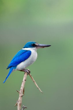 Dikenli dalda oturan büyük gagalı ve büyük gözlü mavi ve beyaz kuş, Todiramphus chloris (Yakalı Kingfisher) 
