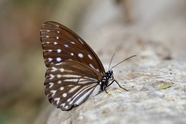 Mavi Kayzer Kelebeği (penthema darlisa melema) egzotik koyu kahverengi kanat şeklinde kelebek, parlak bir kütüğe tünemiş, doğada büyülenmiş bir hayvan.