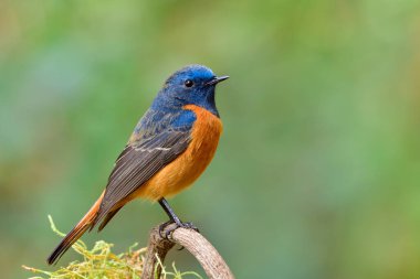 Mavi önlü Redstart (Phoenicurus frontalis) parlak mavi ve turuncu tüylü keskin gagalı ve oval gözlü doğal yaşam ortamında ahşap çubuğa tünemiş mutlu bir şekilde.