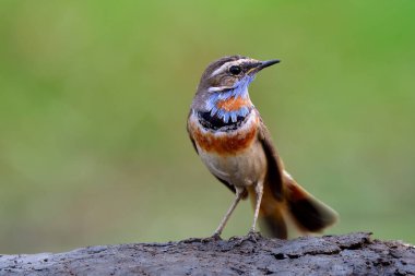 Mavi gırtlak (Luscinia svecica) Güzel mavi çene tüyü kuş ince yeşil arkaplan üzerinde tünemektedir