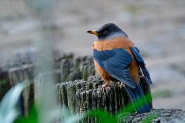 Kahverengi kuşun siyah çizgili kanatları var. Gri baş, eski kerestenin üzerinde oturuyor. Düşük ışıkta yürürken, Kestane ardıcı (Turdus rubrocanus))